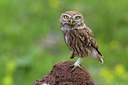 BUITEN BEELD Foto: 165679