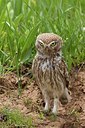 BUITEN BEELD Foto: 165681
