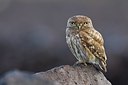 BUITEN BEELD Foto: 165682