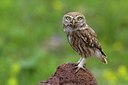 BUITEN BEELD Foto: 165688