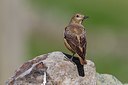 BUITEN BEELD Foto: 165765
