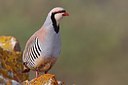 BUITEN BEELD Foto: 165785