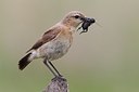 BUITEN BEELD Foto: 165794