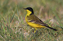 BUITEN BEELD Foto: 165809