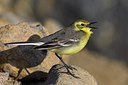 BUITEN BEELD Foto: 165824