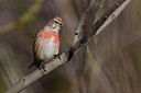 BUITEN BEELD Foto: 165851