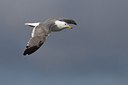 BUITEN BEELD Foto: 165860