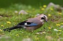 BUITEN BEELD Foto: 165868