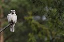 BUITEN BEELD Foto: 165883