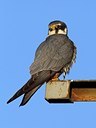 BUITEN BEELD Foto: 165986