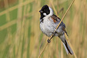 BUITEN BEELD Foto: 166035