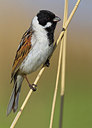 BUITEN BEELD Foto: 166037
