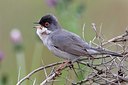 BUITEN BEELD Foto: 166074
