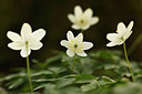 BUITEN BEELD Foto: 166095