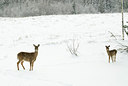 BUITEN BEELD Foto: 166116