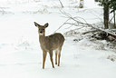 BUITEN BEELD Foto: 166135