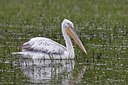 BUITEN BEELD Foto: 166143
