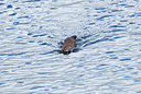 BUITEN BEELD Foto: 166144