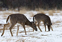 BUITEN BEELD Foto: 166145