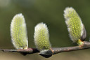 BUITEN BEELD Foto: 166173