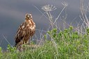 BUITEN BEELD Foto: 166187
