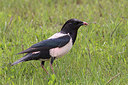 BUITEN BEELD Foto: 166206
