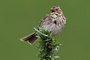 BUITEN BEELD Foto: 166211