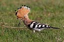 BUITEN BEELD Foto: 166229