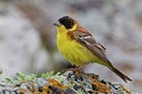 BUITEN BEELD Foto: 166239