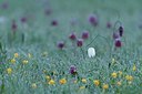 BUITEN BEELD Foto: 166287