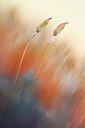 BUITEN BEELD Foto: 166465