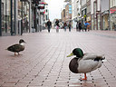 BUITEN BEELD Foto: 166484