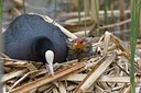 BUITEN BEELD Foto: 166495