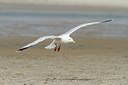 BUITEN BEELD Foto: 166529