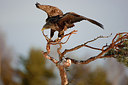 BUITEN BEELD Foto: 166629