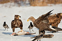 BUITEN BEELD Foto: 166635