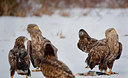 BUITEN BEELD Foto: 166647