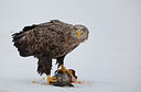 BUITEN BEELD Foto: 166651