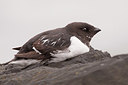 BUITEN BEELD Foto: 166696