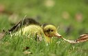 BUITEN BEELD Foto: 166955