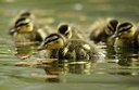 BUITEN BEELD Foto: 166987