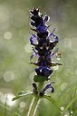 BUITEN BEELD Foto: 167379