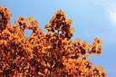 BUITEN BEELD Foto: 167781
