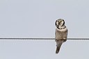 BUITEN BEELD Foto: 167851