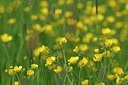BUITEN BEELD Foto: 167909
