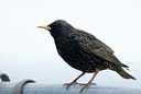 BUITEN BEELD Foto: 167984