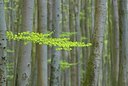 BUITEN BEELD Foto: 168084