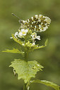 BUITEN BEELD Foto: 168186