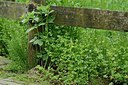 BUITEN BEELD Foto: 168221