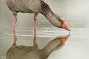 BUITEN BEELD Foto: 168322